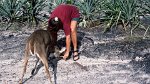 Canaima N.P. 01.12.1996